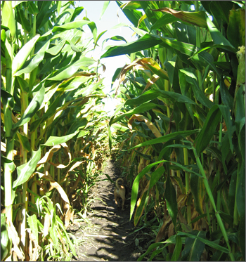 corn Maze