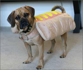 20081215_hotdog.jpg